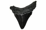 Serrated, Juvenile Megalodon Tooth - South Carolina #375932-1